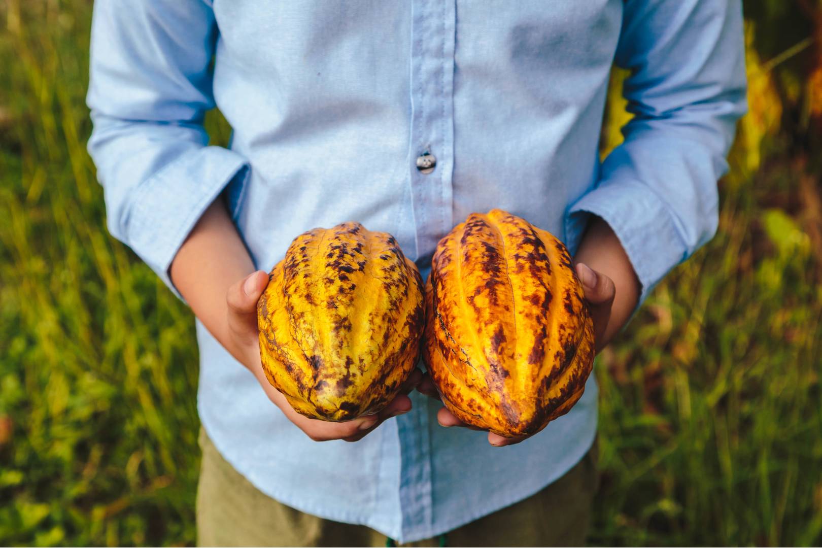 Via Verde Holding Cacao Pods