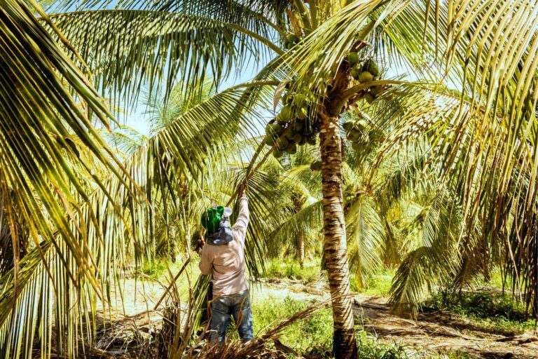 Via Verde - Coconut Harvest