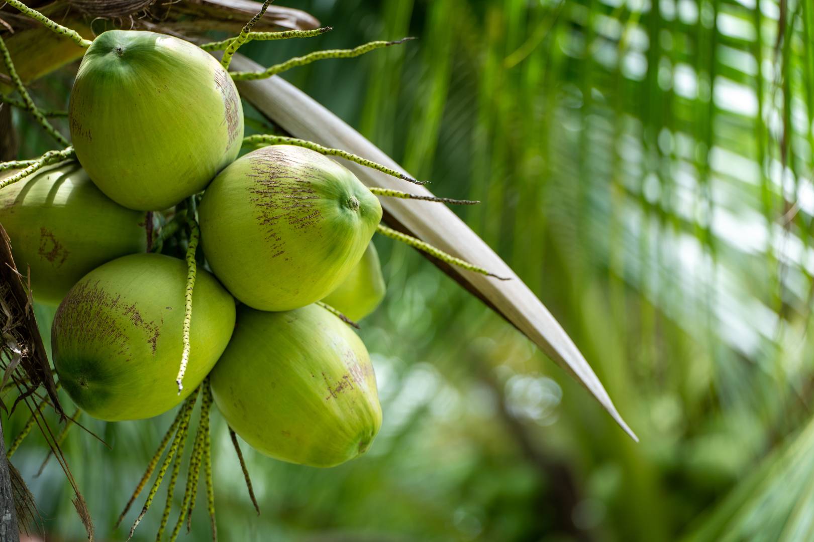 Via Verde Coconuts in Tree