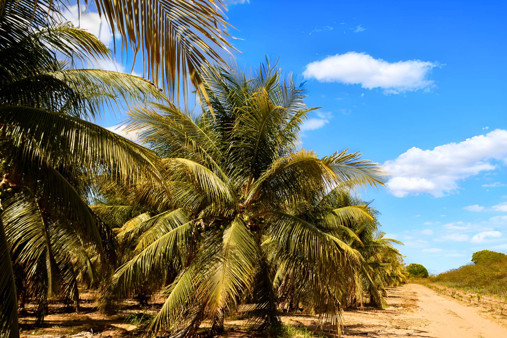 Via Verde – Palm Trees on Farm