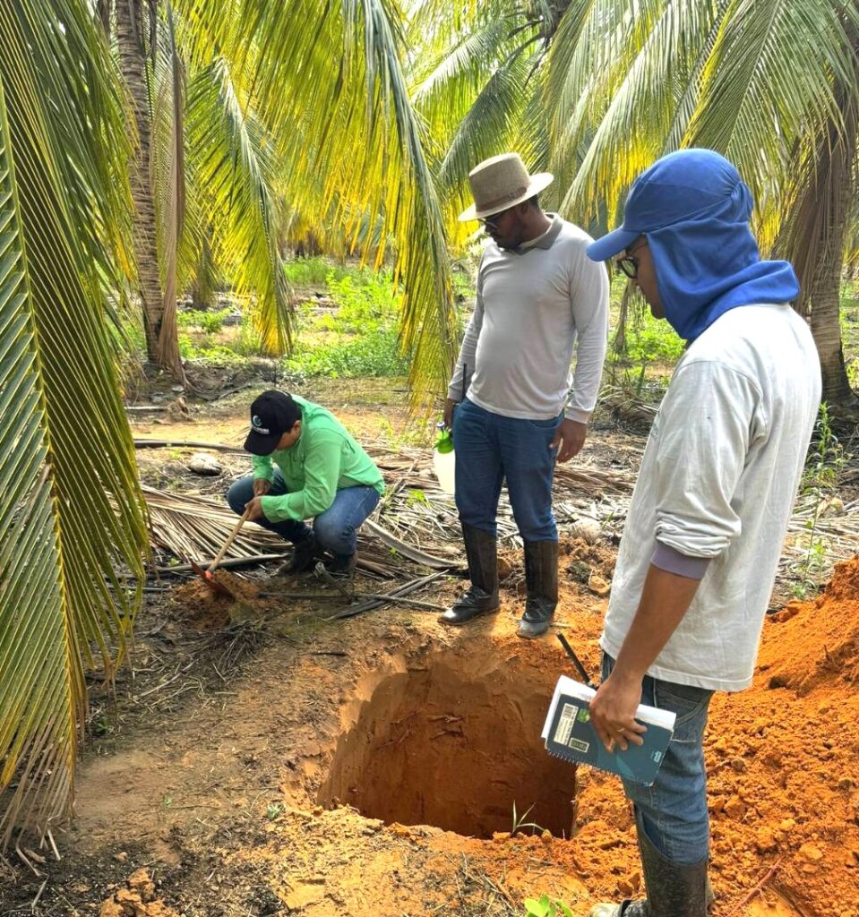 Transplanting coconut trees at Via Verde.