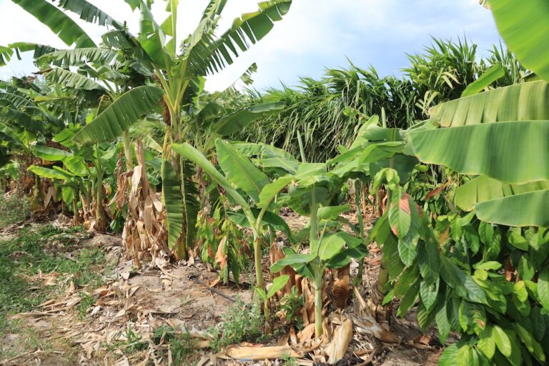 Cacao and Coconut Intercropping at Via Verde