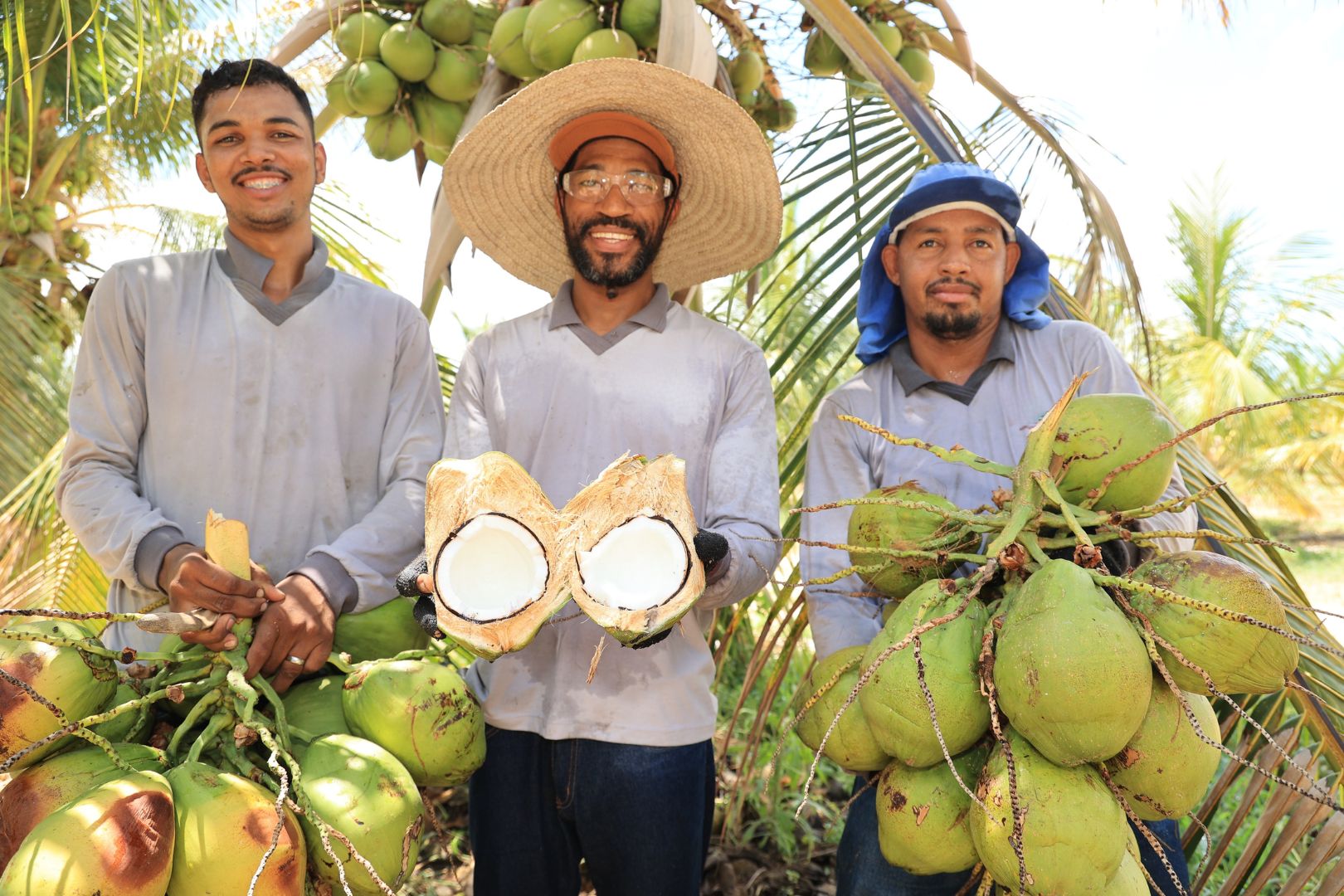 Life stages of a coconut. Team members holding coconuts at harvest time.