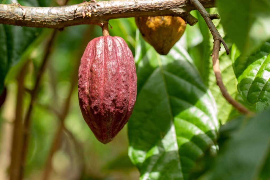 Cocoa pod growing on tree - history of Cocoa farming in Brazil