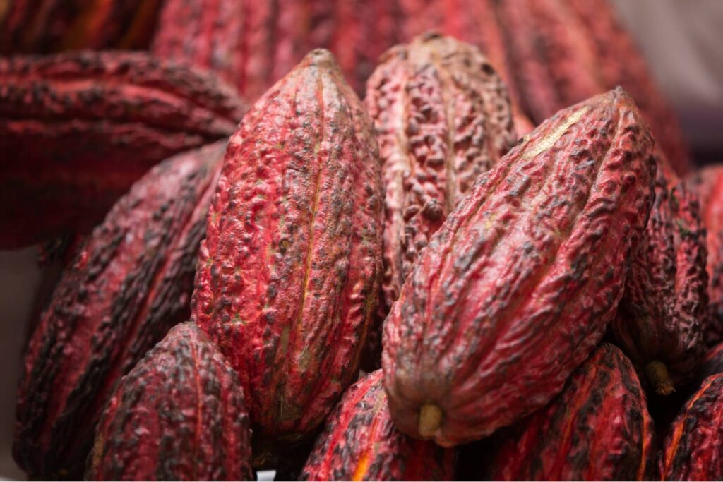 Cocoa pods after harvest.