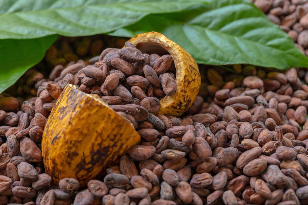 Cocoa Farming Renaissance in Brazil