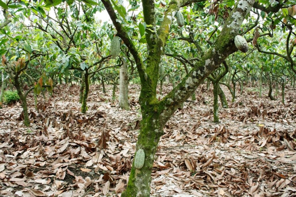 Via Verde Cocoa Trees with Effect to Look like Witches Broom