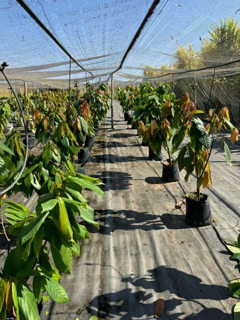 Cacao nursery at Via Verde. Netting protects young plants.