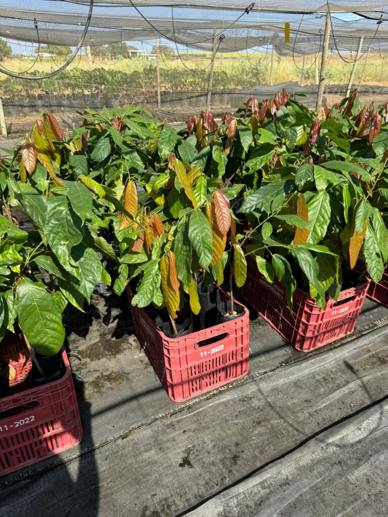 Varieties of cacao plants in nursery at Via Verde.