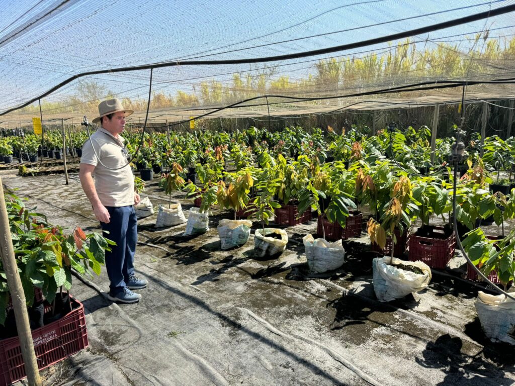 Overseeing cacao nursery at Via Verde farm in Brazil.