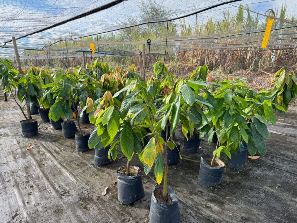 Via Verde Cocoa Nursery